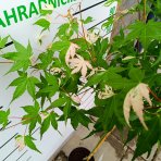 Javor dlaňolistý (Acer palmatum) 'Oridono Nishiki' - výška 110-120 cm, kont. C4L - NA KMIENKU 